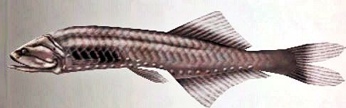 Cyclothone pseudopallida_03.jpg